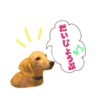 ミニチュアダックスのルティーちゃん（個別スタンプ：2）