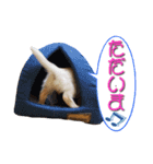 ミニチュアダックスのルティーちゃん（個別スタンプ：3）