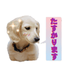 ミニチュアダックスのルティーちゃん（個別スタンプ：4）