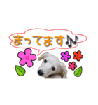 ミニチュアダックスのルティーちゃん（個別スタンプ：6）