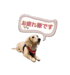 ミニチュアダックスのルティーちゃん（個別スタンプ：7）