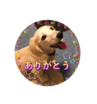 ミニチュアダックスのルティーちゃん（個別スタンプ：8）