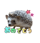 モフモフの仲間たち2（個別スタンプ：2）