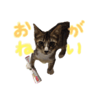 モフモフの仲間たち2（個別スタンプ：5）