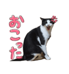 モフモフの仲間たち2（個別スタンプ：7）