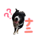モフモフの仲間たち2（個別スタンプ：15）