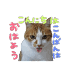 モフモフの仲間たち2（個別スタンプ：18）