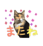 モフモフの仲間たち2（個別スタンプ：21）