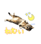 モフモフの仲間たち2（個別スタンプ：23）