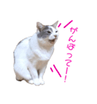 ユキさん スタンプ(其の二)（個別スタンプ：4）