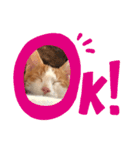 茶白のおしゃべりねこ2（個別スタンプ：1）