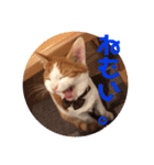 茶白のおしゃべりねこ2（個別スタンプ：3）