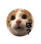 茶白のおしゃべりねこ2（個別スタンプ：4）