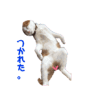 茶白のおしゃべりねこ2（個別スタンプ：6）