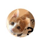 茶白のおしゃべりねこ2（個別スタンプ：7）