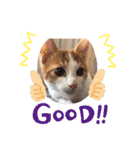茶白のおしゃべりねこ2（個別スタンプ：10）