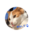 茶白のおしゃべりねこ2（個別スタンプ：14）