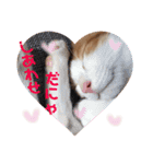 茶白のおしゃべりねこ2（個別スタンプ：15）