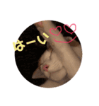 茶白のおしゃべりねこ2（個別スタンプ：16）