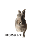 可愛いウサギのスタンプ（個別スタンプ：1）