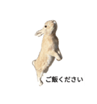 可愛いウサギのスタンプ（個別スタンプ：2）