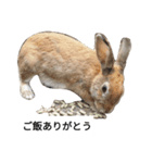 可愛いウサギのスタンプ（個別スタンプ：6）