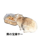 可愛いウサギのスタンプ（個別スタンプ：7）