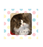 耳たちスコティッシュフォールド(修正版)（個別スタンプ：9）