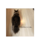 耳たちスコティッシュフォールド(修正版)（個別スタンプ：14）