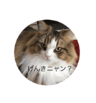 耳たちスコティッシュフォールド(修正版)（個別スタンプ：16）