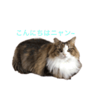 耳たちスコティッシュフォールド(修正版)（個別スタンプ：30）