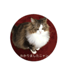 耳たちスコティッシュフォールド(修正版)（個別スタンプ：39）