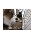 耳たちスコティッシュフォールド(修正版)（個別スタンプ：40）