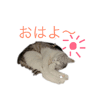 かわいい❤️ ニャンコ＆ワンコ（個別スタンプ：9）