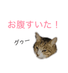 かわいい❤️ ニャンコ＆ワンコ（個別スタンプ：10）