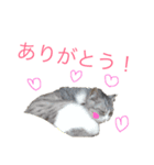 かわいい❤️ ニャンコ＆ワンコ（個別スタンプ：13）