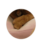 ネコとハムスターの癒しおてて と あんよ（個別スタンプ：22）