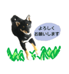 柴犬クゥちゃんの日常スタンプ（個別スタンプ：6）