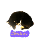 柴犬クゥちゃんの日常スタンプ（個別スタンプ：8）