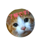 ねこつきcat's moon3のスタンプ（個別スタンプ：1）