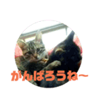ねこつきcat's moon3のスタンプ（個別スタンプ：3）