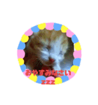ねこつきcat's moon3のスタンプ（個別スタンプ：6）