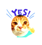 ねこつきcat's moon3のスタンプ（個別スタンプ：7）