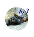 ねこつきcat's moon3のスタンプ（個別スタンプ：8）