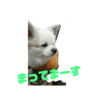 愛息子チロル（個別スタンプ：8）