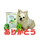 愛息子チロル（個別スタンプ：13）