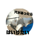 愛息子チロル（個別スタンプ：15）