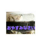 愛息子チロル（個別スタンプ：18）