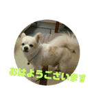 愛息子チロル（個別スタンプ：21）