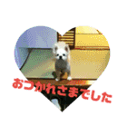 愛息子チロル（個別スタンプ：23）